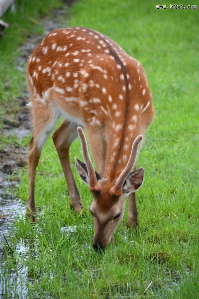 野生鹿图片