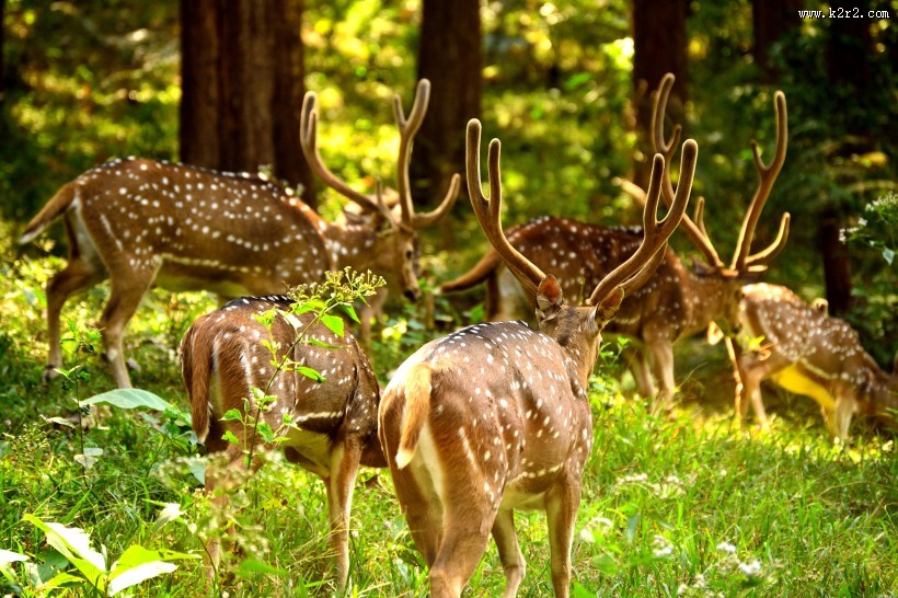 野生鹿图片