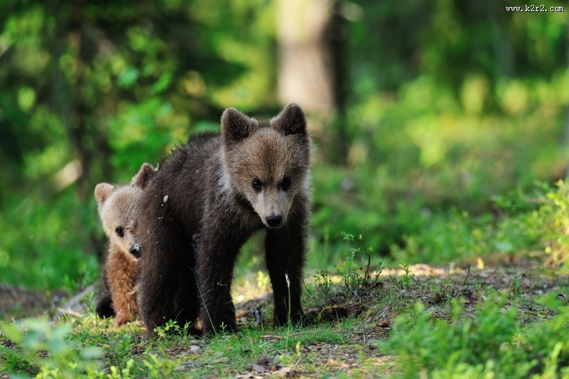 森林中的棕熊图片