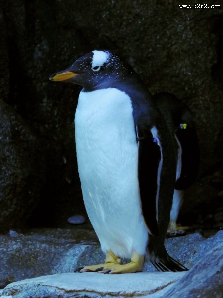 南极企鹅图片
