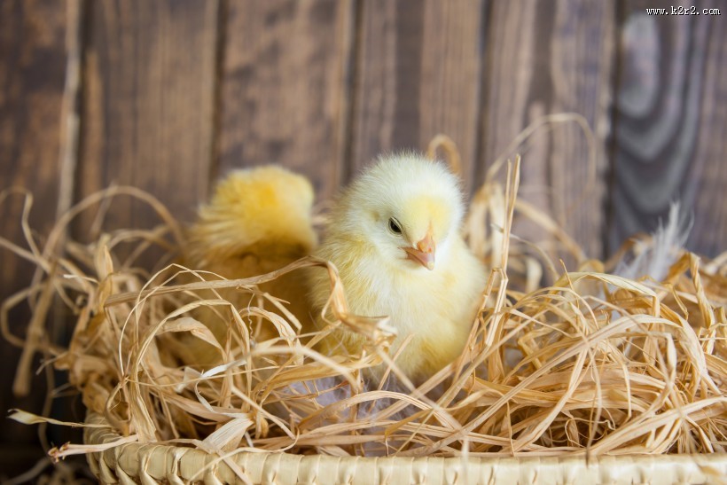 刚孵出的小鸡图片