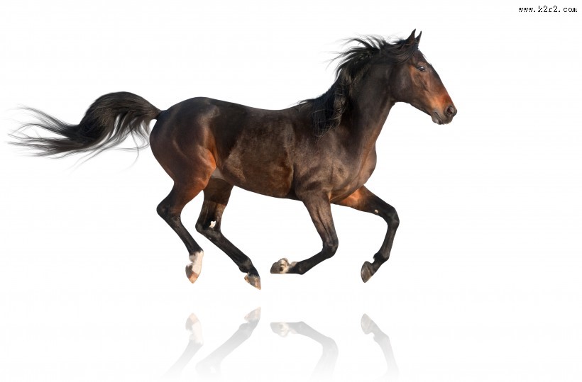 奔跑的骏马图片大全
