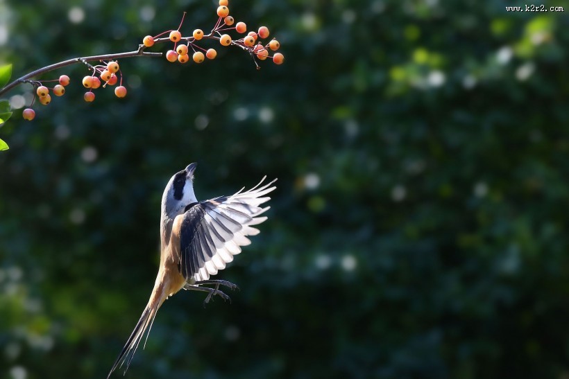 伯劳鸟图片大全