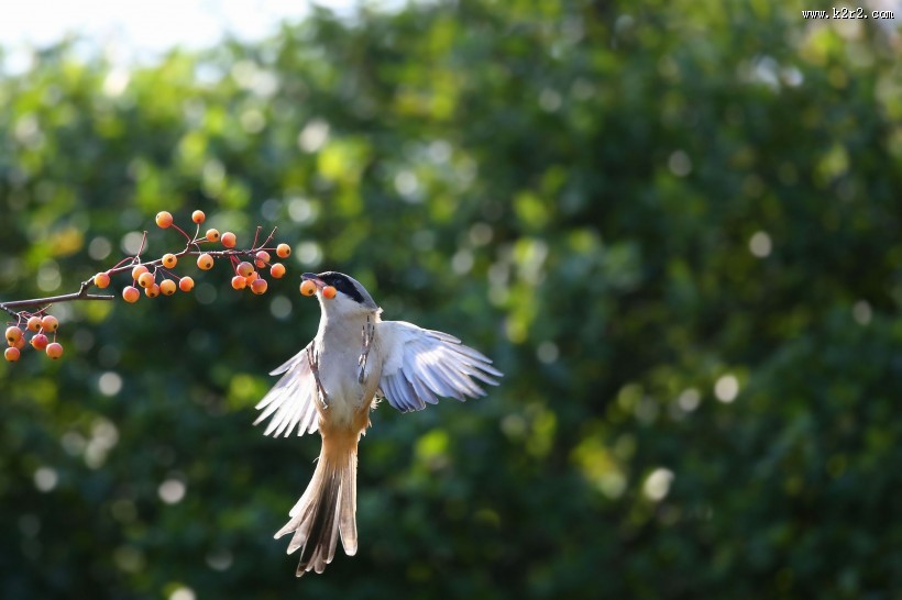 伯劳鸟图片大全