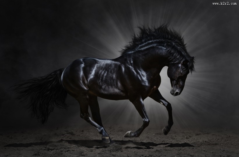 黑色骏马图片