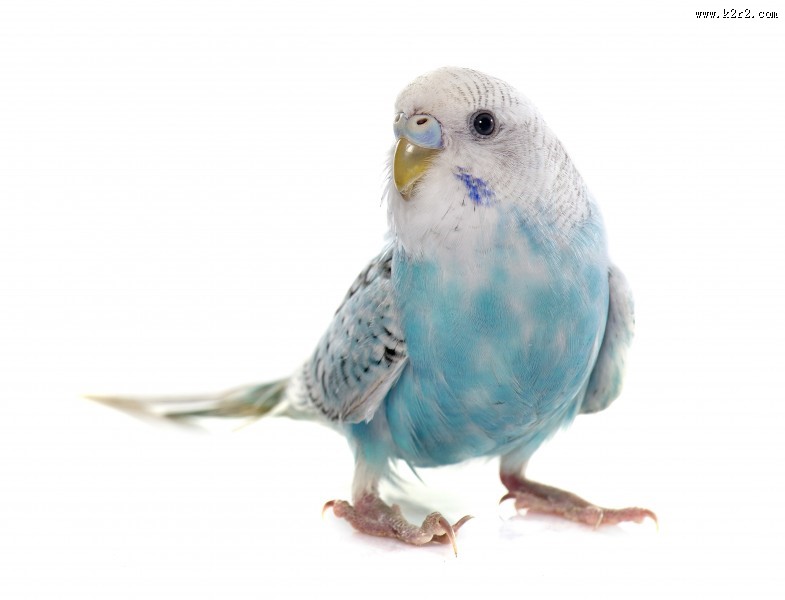 可爱的鹦鹉图片