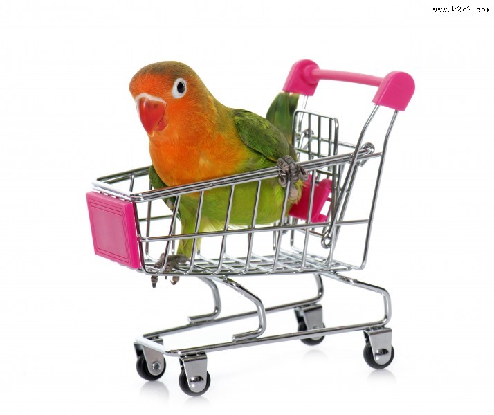 可爱的鹦鹉图片