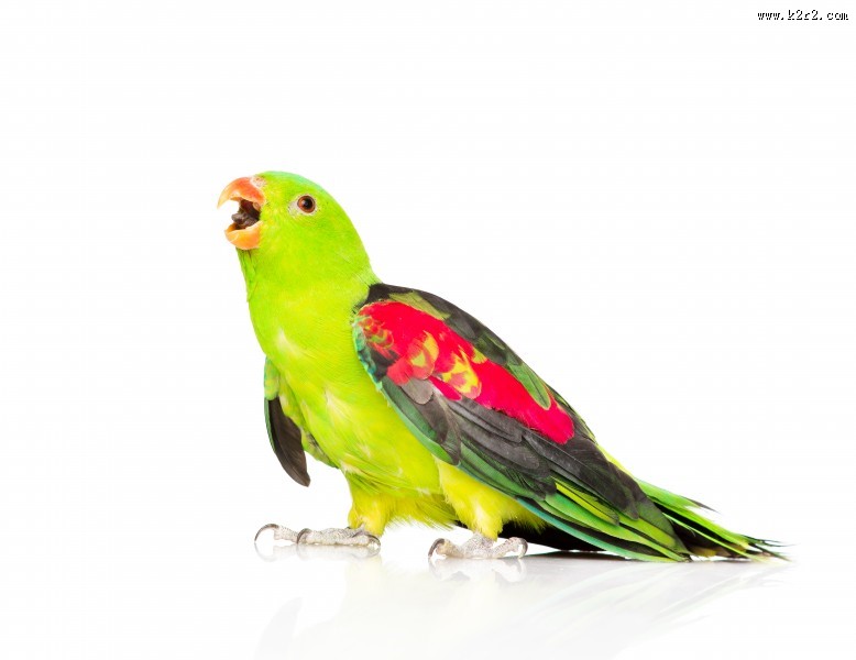 可爱的鹦鹉图片