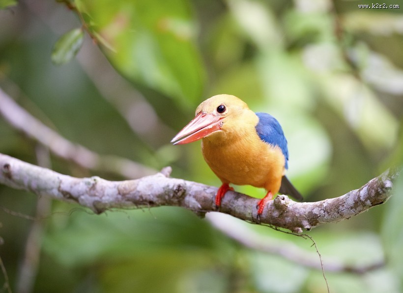 鹳嘴翡翠图片大全