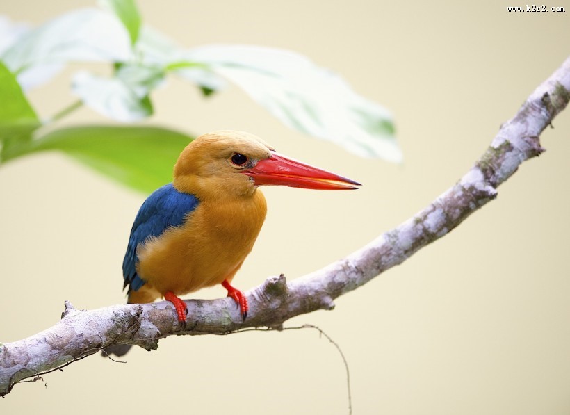 鹳嘴翡翠图片大全