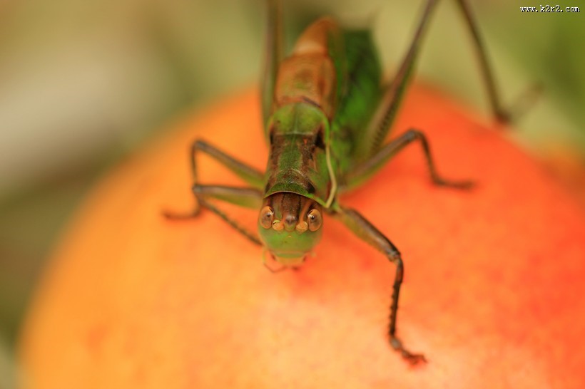 蝈蝈微距图片