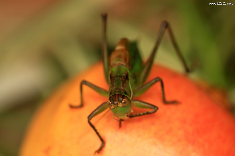 蝈蝈微距图片