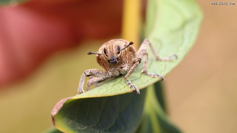 象鼻虫图片大全