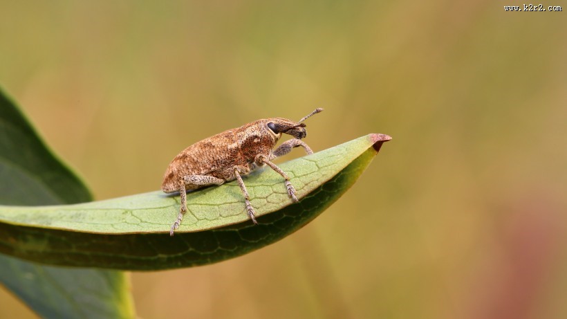 象鼻虫图片大全