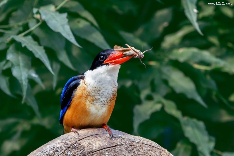 蓝翡翠戏蚱蜢图片大全