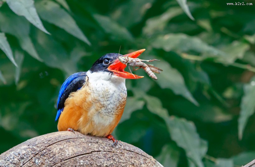蓝翡翠戏蚱蜢图片大全