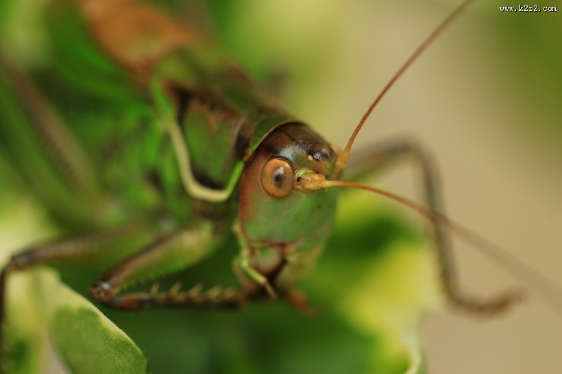 蝈蝈微距图片