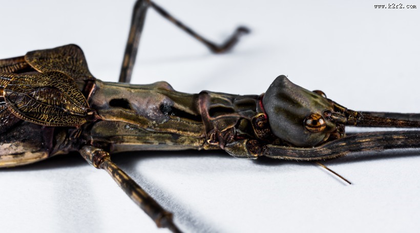 修长的竹节虫图片