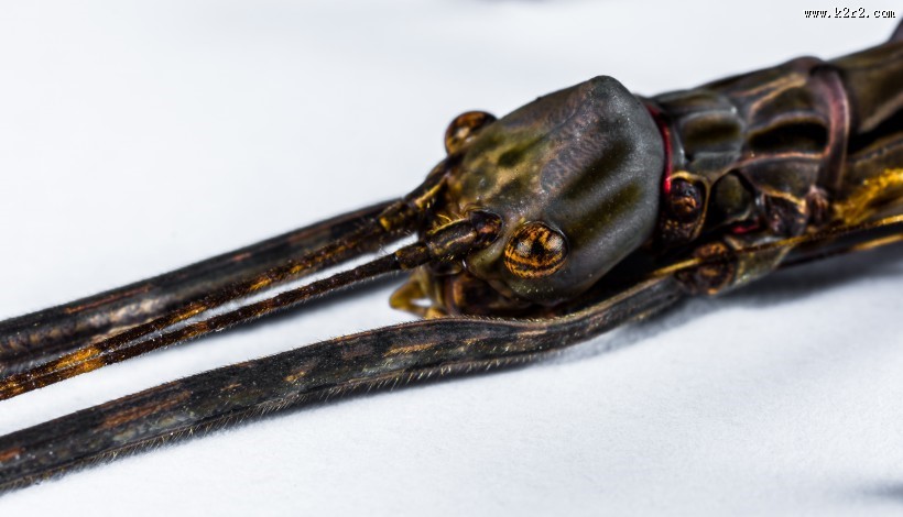 修长的竹节虫图片