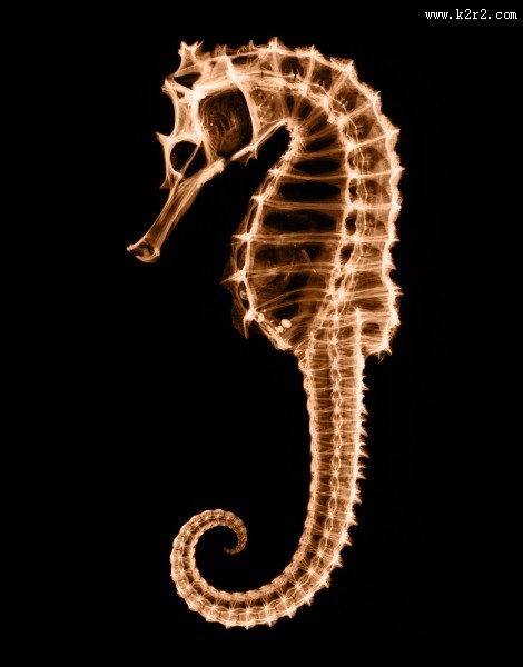 X光下的各种动物图片