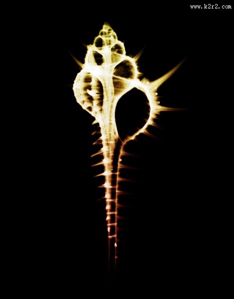 X光下的各种动物图片