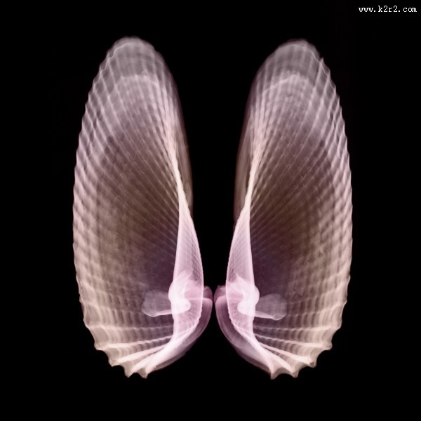 X光下的各种动物图片