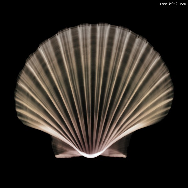 X光下的各种动物图片