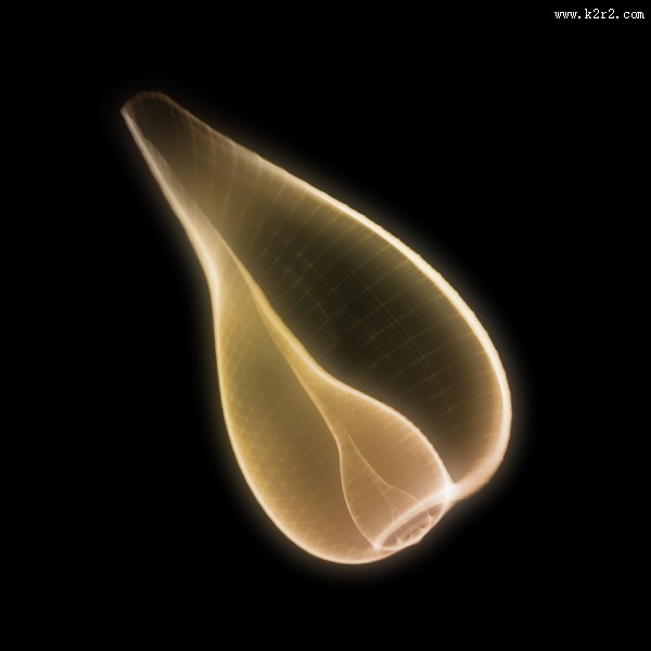 X光下的各种动物图片