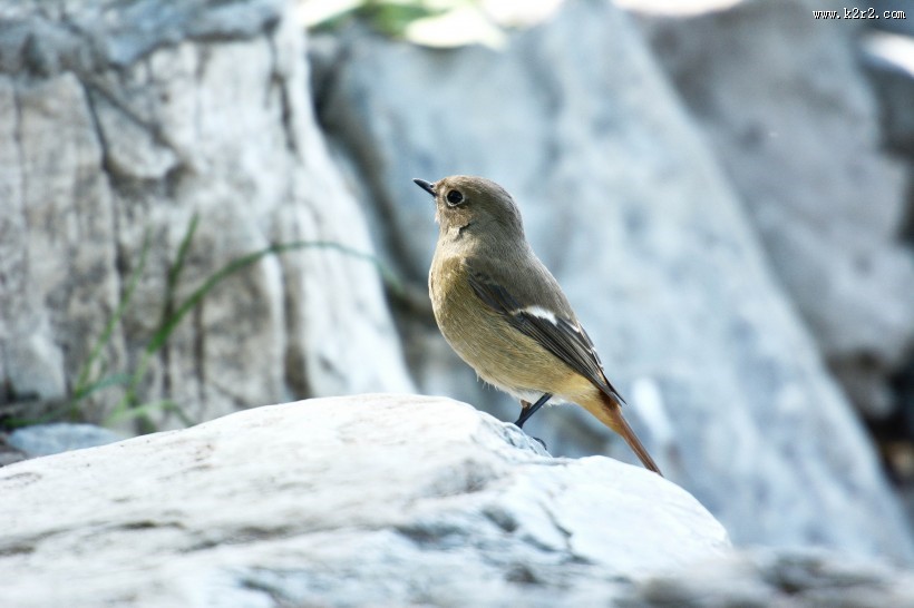 北红尾鸲图片大全