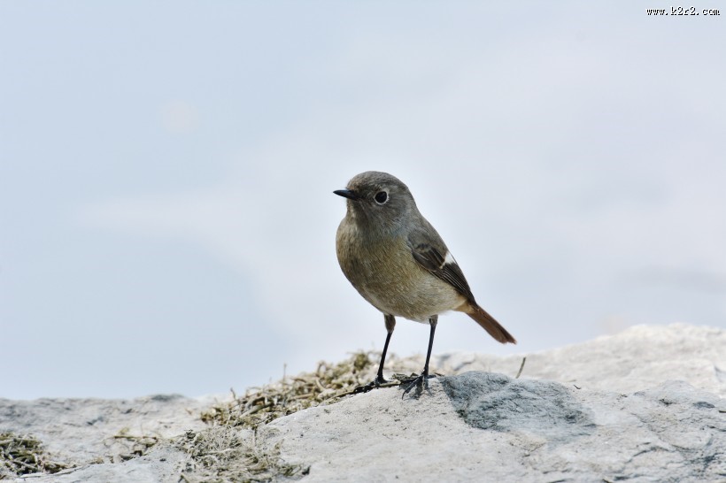 北红尾鸲图片大全