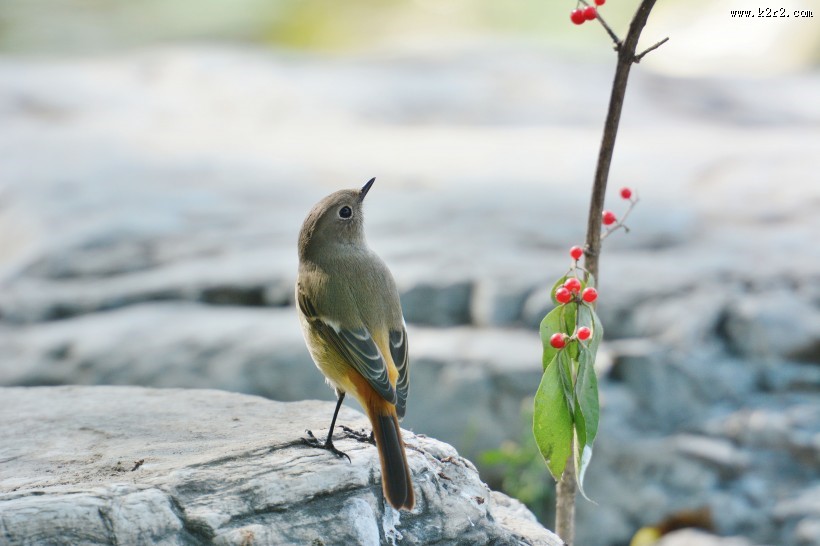北红尾鸲图片大全