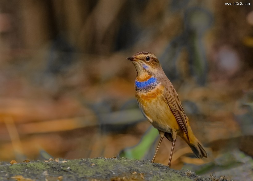 蓝点颏图片大全