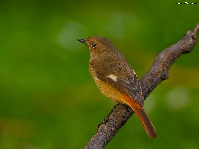 北红尾鸲图片大全