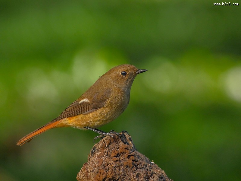 北红尾鸲图片大全