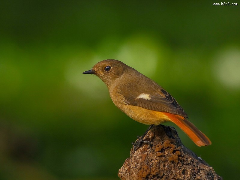 北红尾鸲图片大全