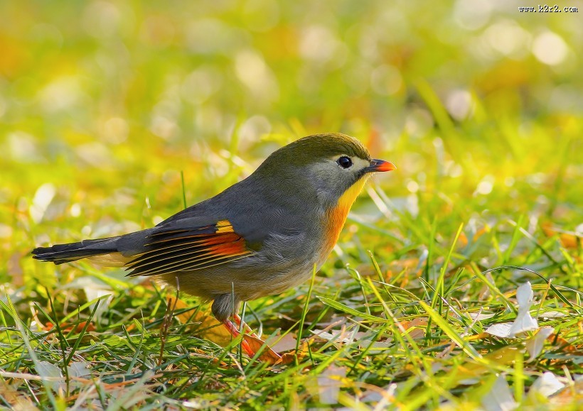 红嘴相思鸟图片大全