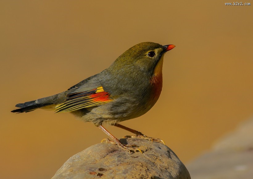 红嘴相思鸟图片大全