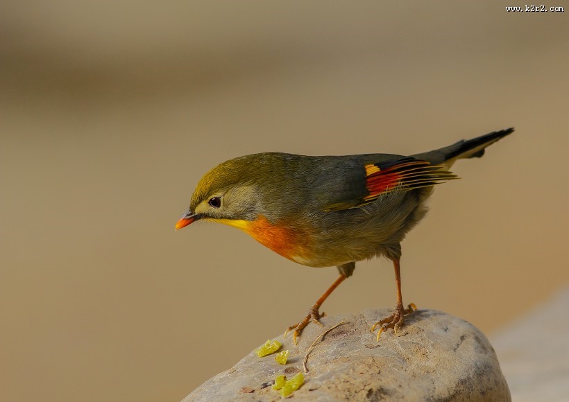 红嘴相思鸟图片大全
