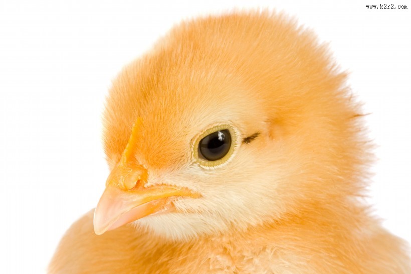 可爱的小鸡图片