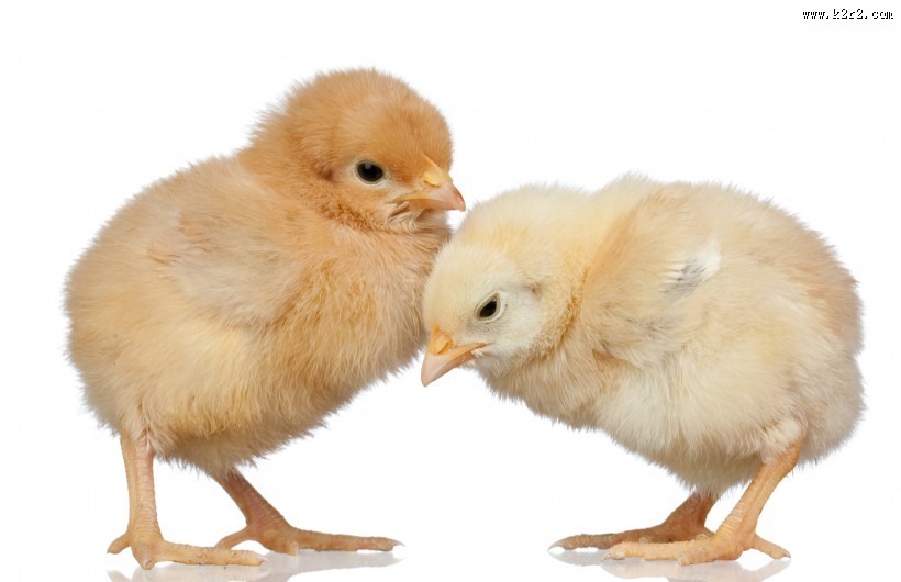 可爱的小鸡图片