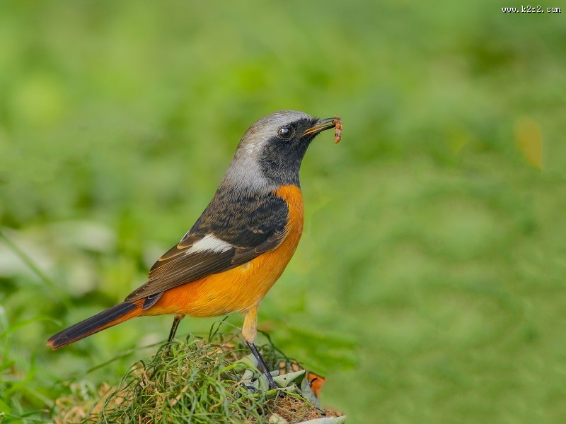 北红尾鸲图片大全