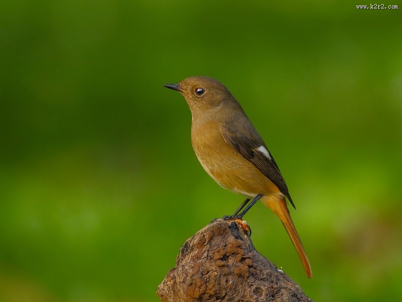 北红尾鸲图片大全