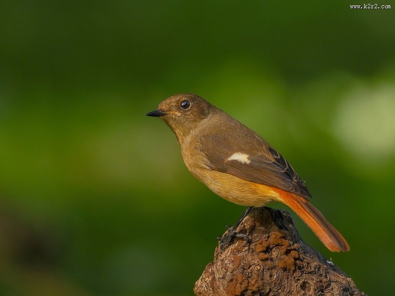 北红尾鸲图片大全