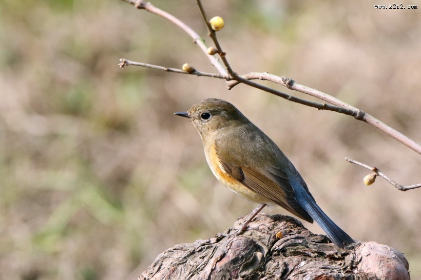 红胁蓝尾鸲图片