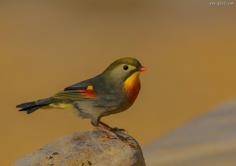 红嘴相思鸟图片 五彩相思鸟图片