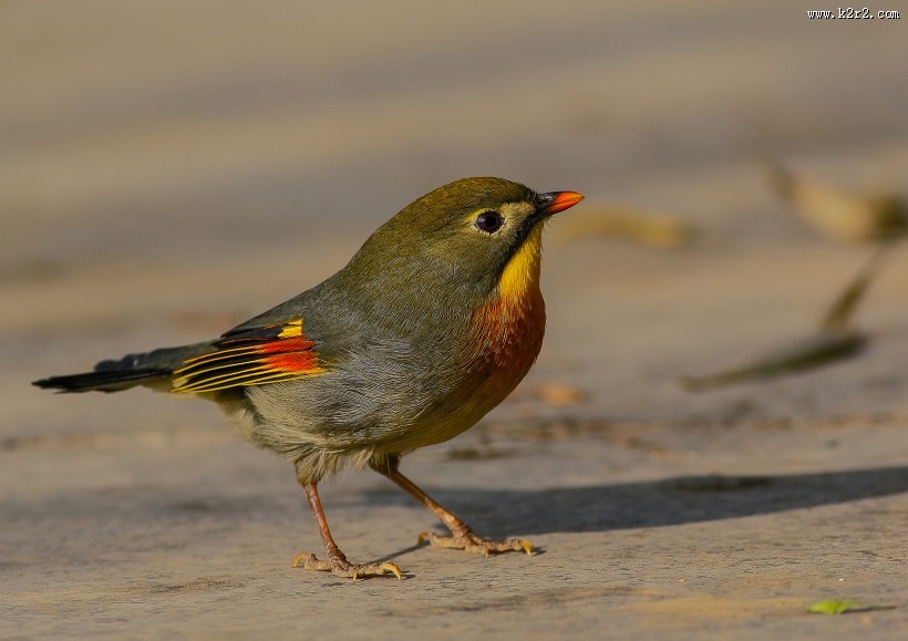 红嘴相思鸟图片 五彩相思鸟图片