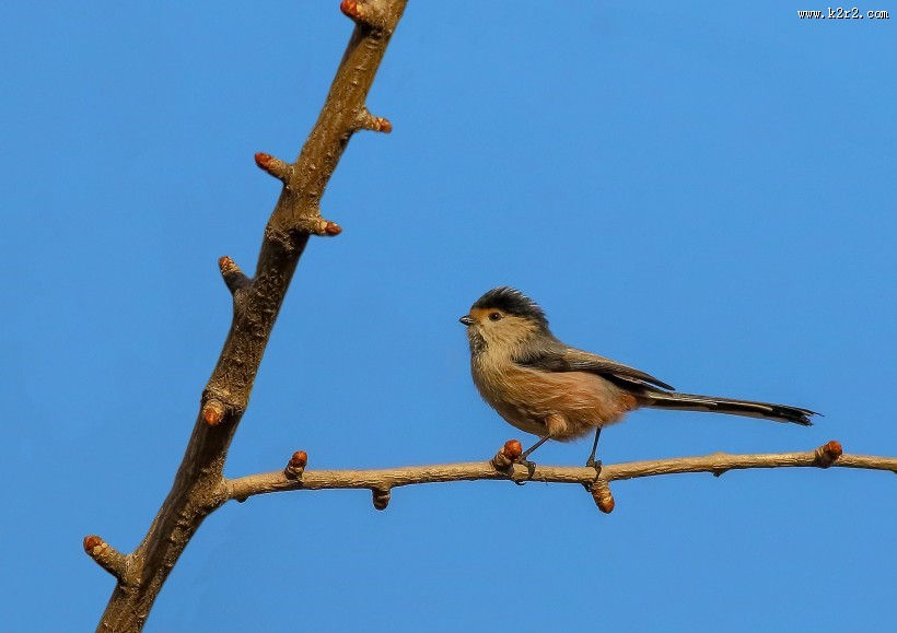 银喉长尾山雀图片大全