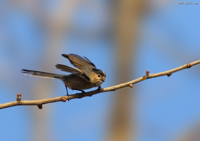 银喉长尾山雀图片大全