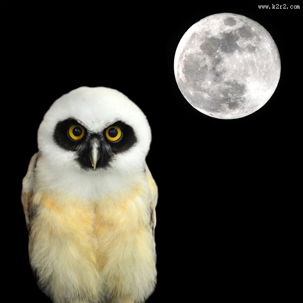 黑夜中猫头鹰图片大全
