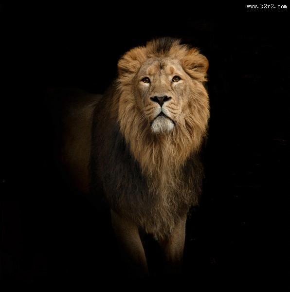 威严的狮子图片